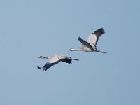 Kranich (Grus grus)  07